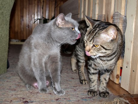 máma Bára a táta Mazlík